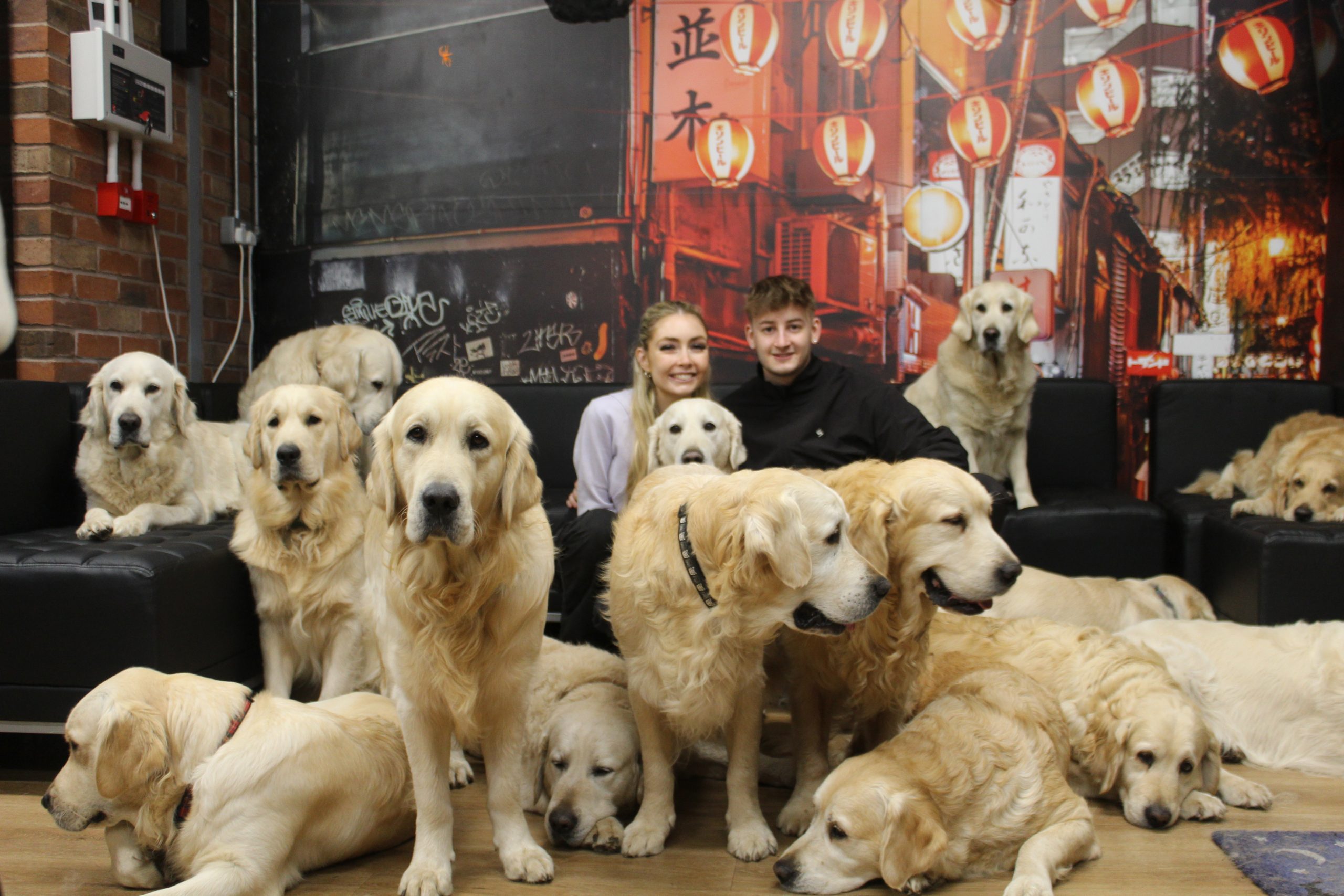 Golden retriever puppies somerset sales west
